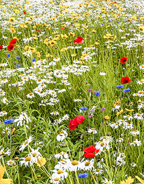 Интернет-платформы — новая модель самоорганизации людей