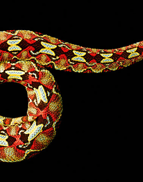 Почему врут предприниматели