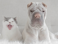 Шесть шагов для работы с тем, кто вам не нравится