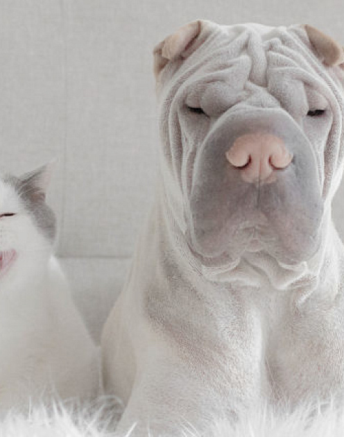 Шесть шагов для работы с тем, кто вам не нравится