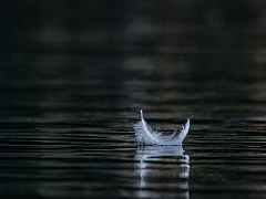 Может ли молчание погубить вашу компанию