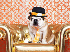 Где водятся топ-менеджеры?