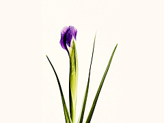 Каковы перспективы развивающихся рынков