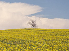 Всё, что нужно знать о медитации и осознанности