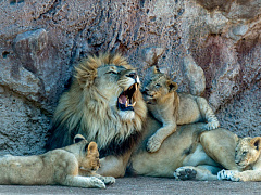 Папы спешат на помощь!