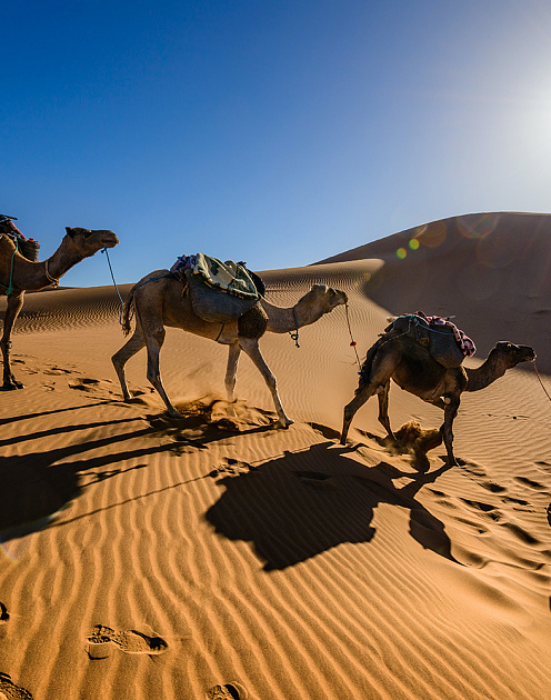 Выжить и преуспеть. Четыре максимы лидеров нового поколения