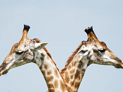 Сообразить на двоих