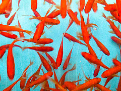 Как налаживать связи на конференциях