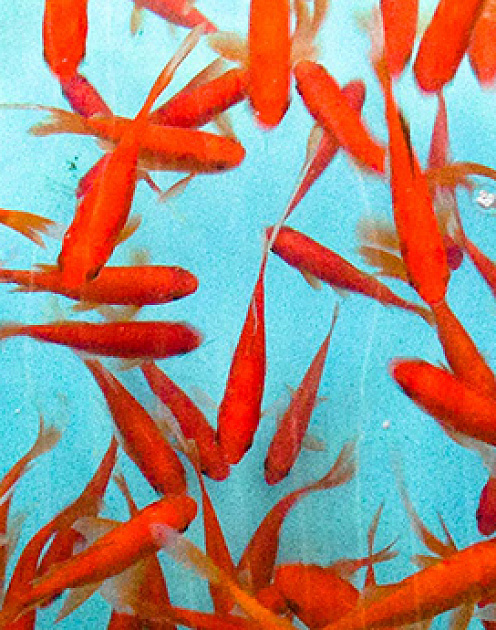 Как налаживать связи на конференциях