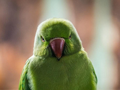 Невыносимо и заразно: что делать с токсичностью руководителей и сотрудников