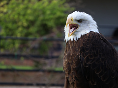 Быстро, редко и по делу: как проводить совещания максимально эффективно