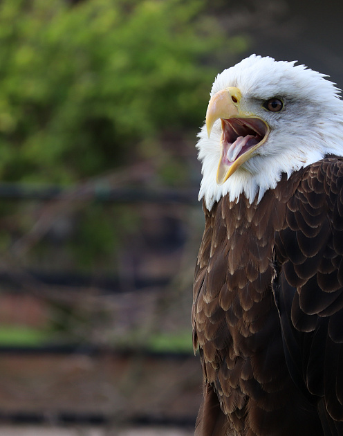 Быстро, редко и по делу: как проводить совещания максимально эффективно