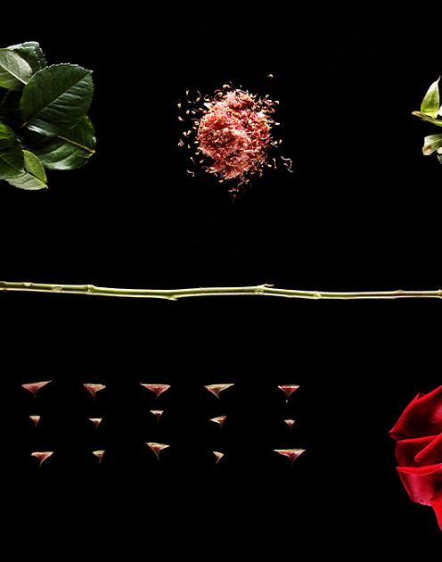 Как масштабировать самоуправляемую компанию: опыт «северной Кремниевой долины»