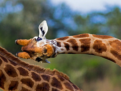 Что делать, если дружба с коллегой мешает работе