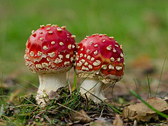 Осторожно, токсично!