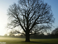 В чем польза совмещения работы и учебы