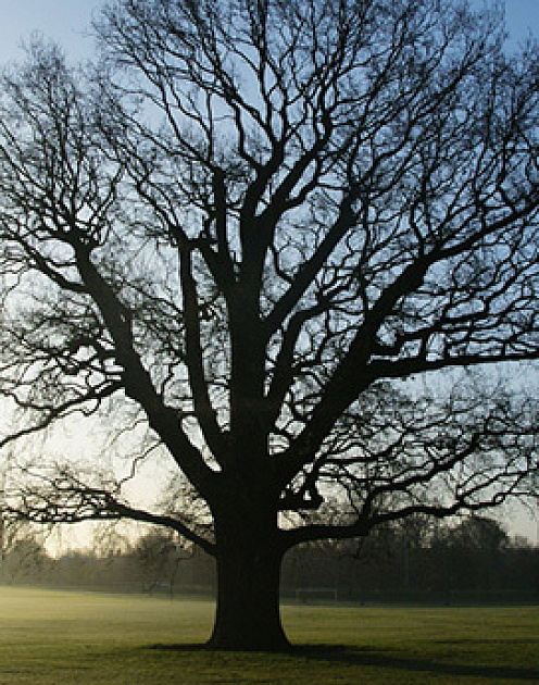 В чем польза совмещения работы и учебы