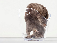 Что движет вашим любопытством?