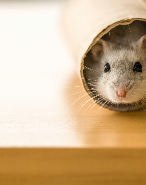 Как победить внутреннего хомяка