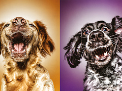 Индекс потребительской лояльности 3.0