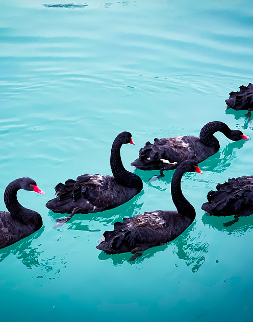 Цифровая трансформация в эпоху «черных лебедей»