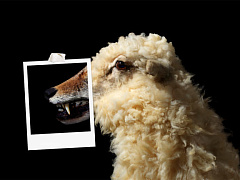 Осторожно, токсичный начальник!