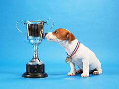 Почему премии недостаточно