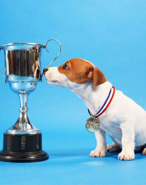 Почему премии недостаточно