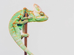 Пять принципов адаптивного лидерства, которые помогут в кризис