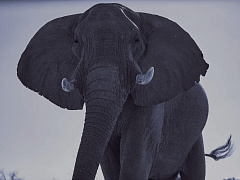 «Осторожно, черный слон!»: что делать с катастрофой, о которой никто не хочет думать