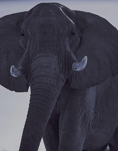 «Осторожно, черный слон!»: что делать с катастрофой, о которой никто не хочет думать