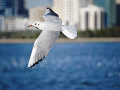 Под влиянием