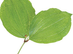 Таблетка вечной молодости