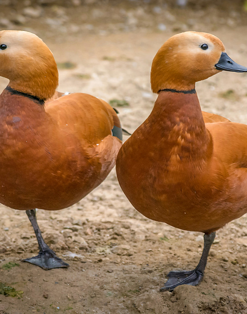 Чему американской электронной коммерции стоит поучиться у своих иностранных подражател Amir-abbas Abdolaliей?