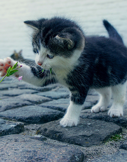 Любопытный значит умный. Или нет? 