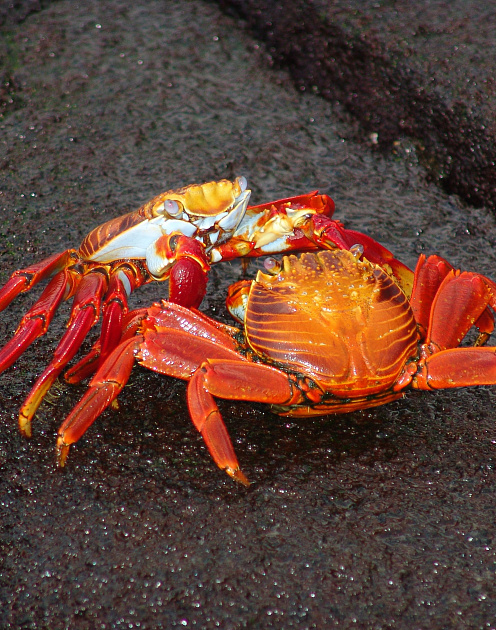 Эмоциональный интеллект: учимся общаться с невыносимыми людьми