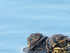 Как помочь пассивно-агрессивному сотруднику