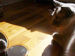 Почему мы любим нарциссов