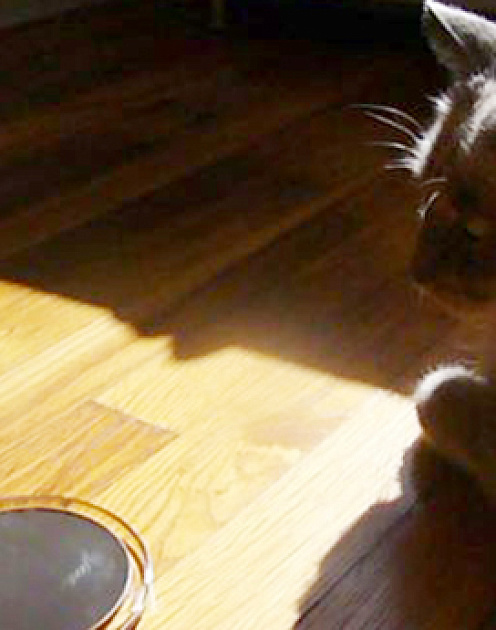 Почему мы любим нарциссов