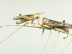 10 ошибок, которые разрушат статусные переговоры 