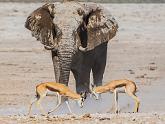 Компания раздора