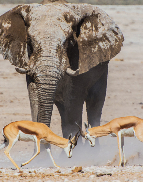 Компания раздора