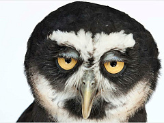 Дурное поведение вашего босса может быть вызвано бессонницей