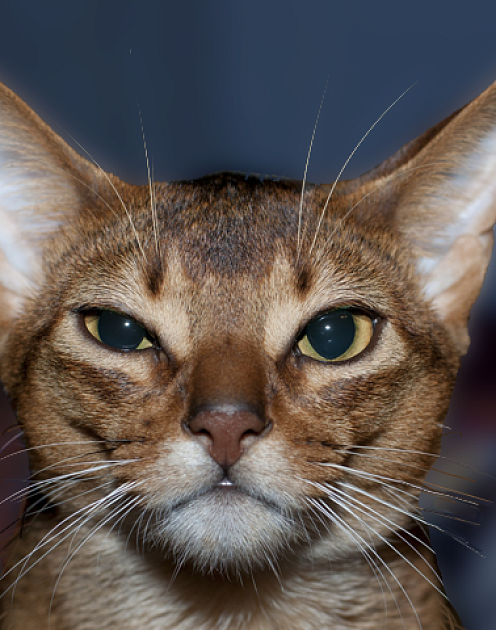 Три способа найти подход к упрямым сотрудникам