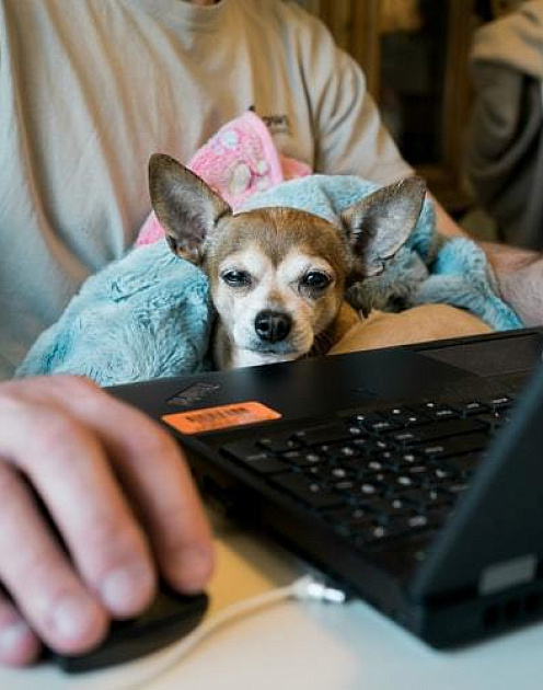 Как оставаться лидером, когда все работают из дома