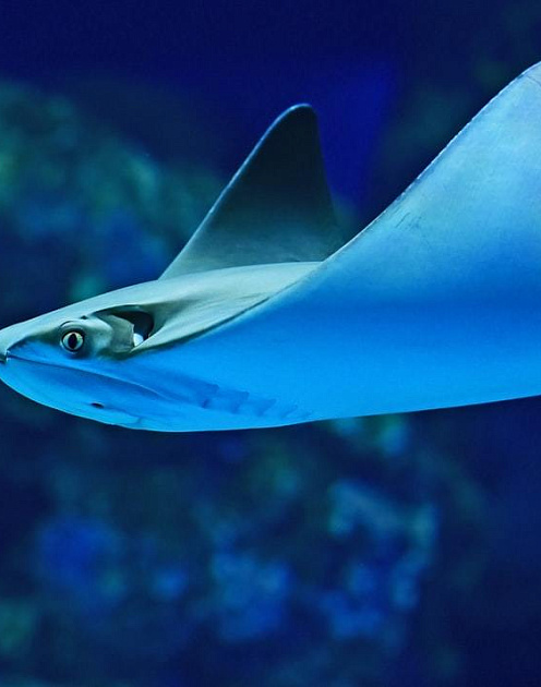 Четыре особых качества лучших гендиректоров