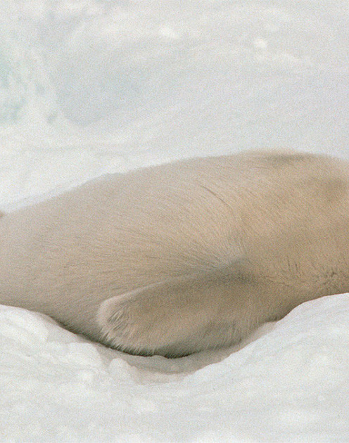 Спать как босс