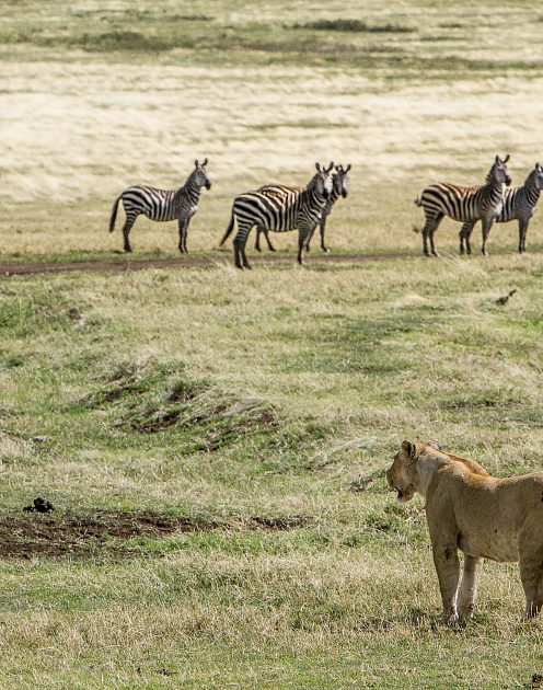 Хищники и жертвы: новая экология конкуренции