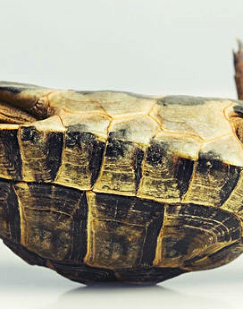 3 ловушки, которые мешают преображению компании