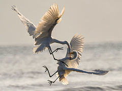 Две модели счастья